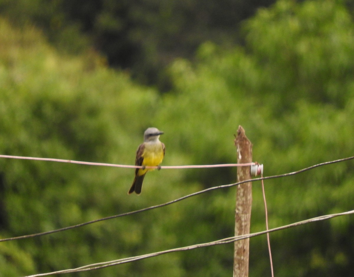 Tropical Kingbird - Roberto Rebeque Junior