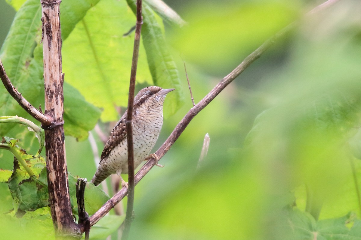 Eurasian Wryneck - kanta m