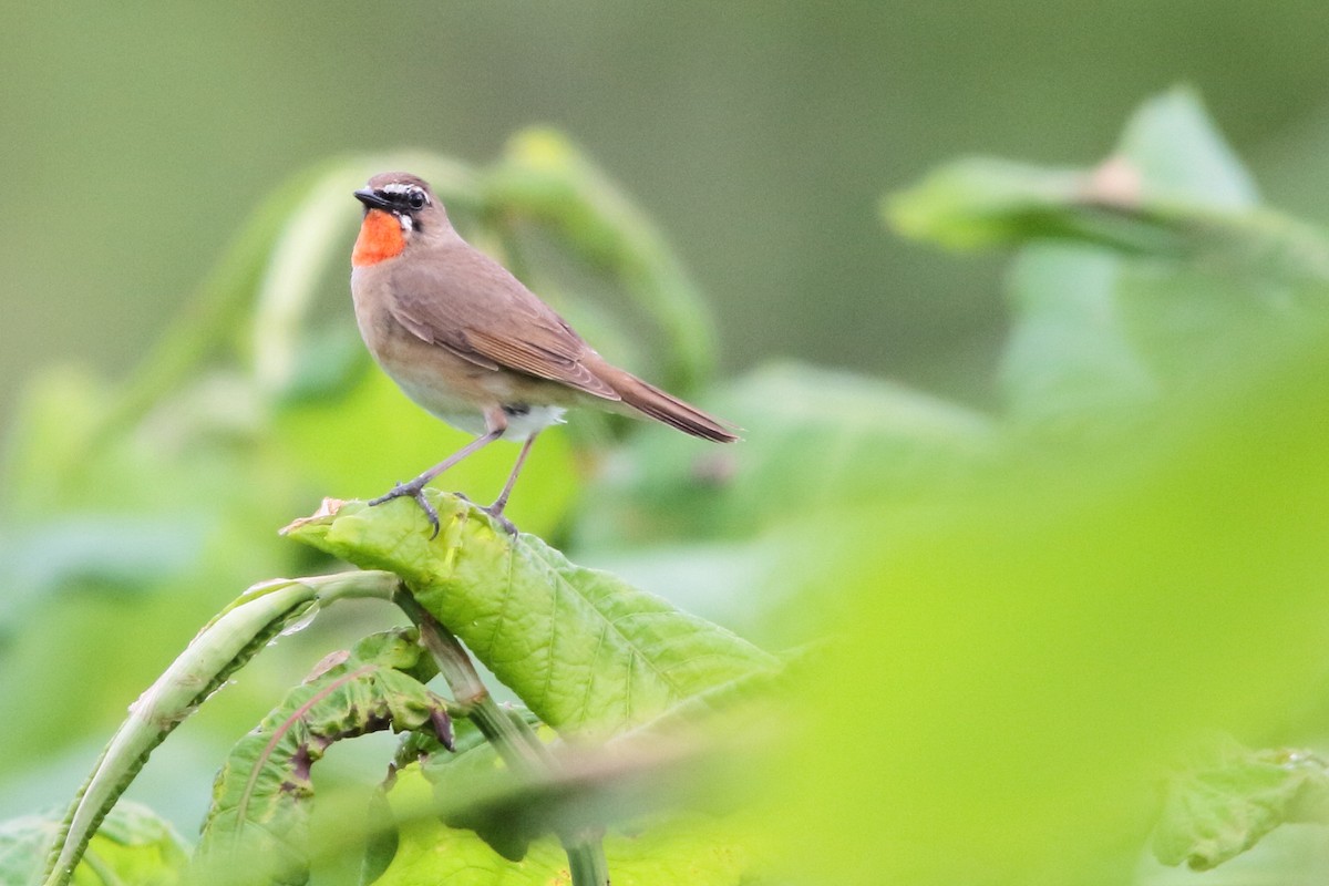 Siberian Rubythroat - kanta m