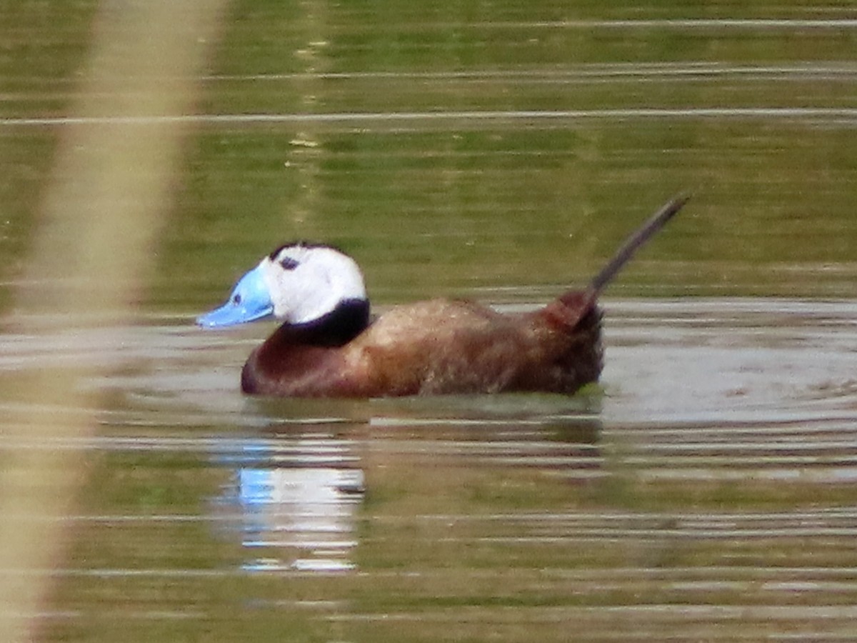 White-headed Duck - Kseniia Marianna Prondzynska