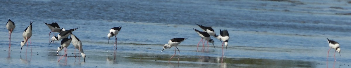 Pied Stilt - Suzanne Foley