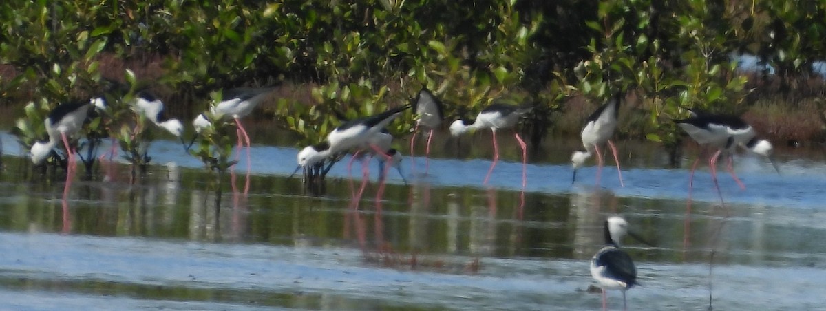 Pied Stilt - ML619613675