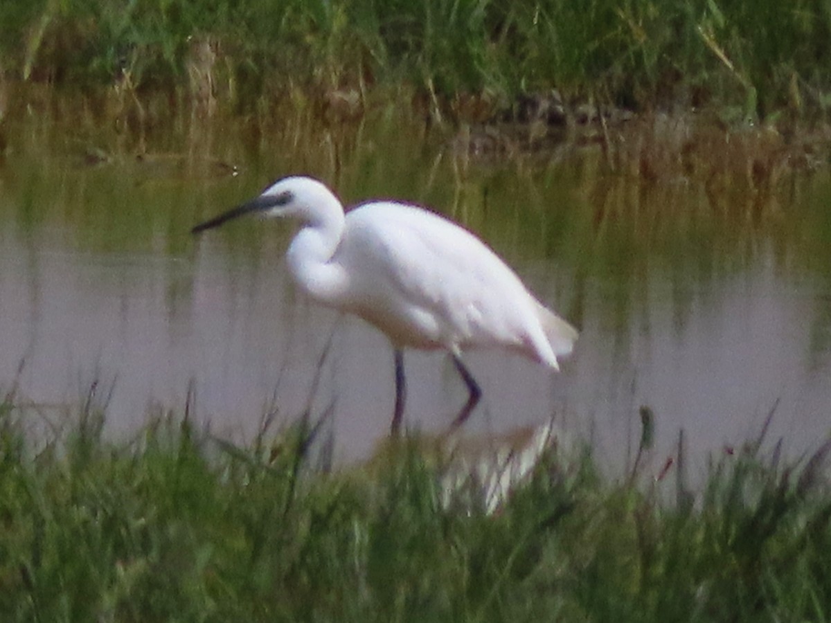 Little Egret - Kseniia Marianna Prondzynska