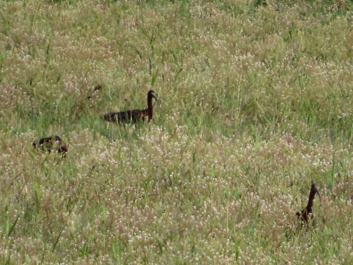 Glossy Ibis - ML619613686