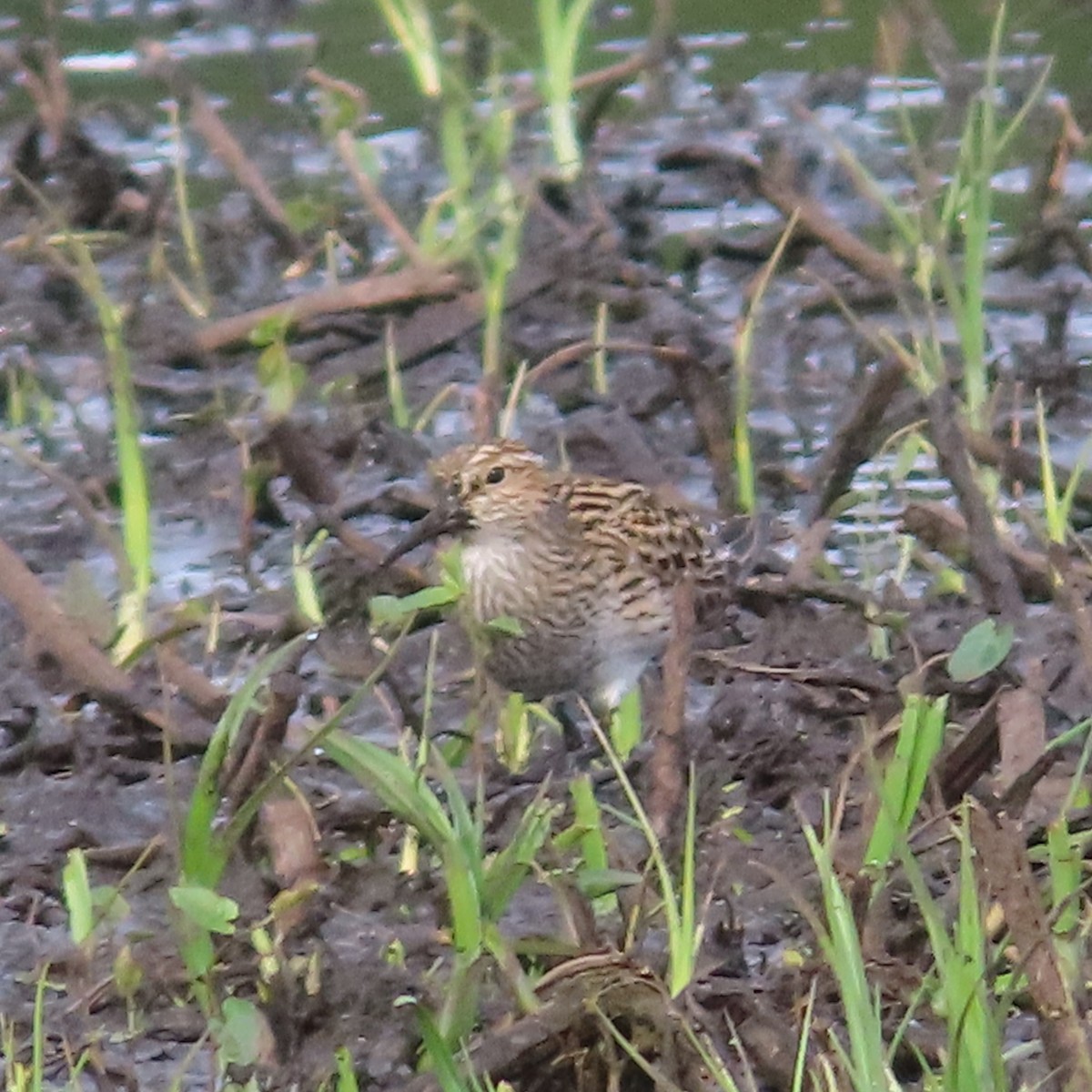 Pectoral Sandpiper - Suzanne Beauchesne