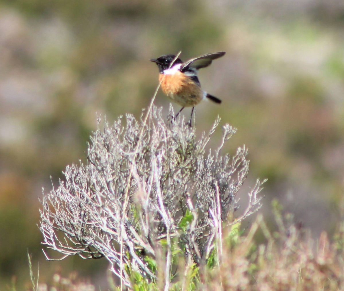 European Stonechat - Edgar Joly