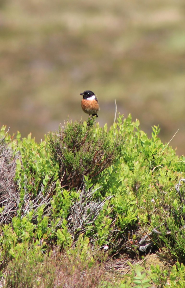 European Stonechat - Edgar Joly