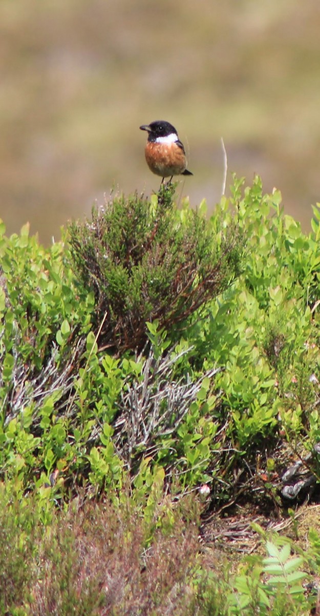 European Stonechat - Edgar Joly