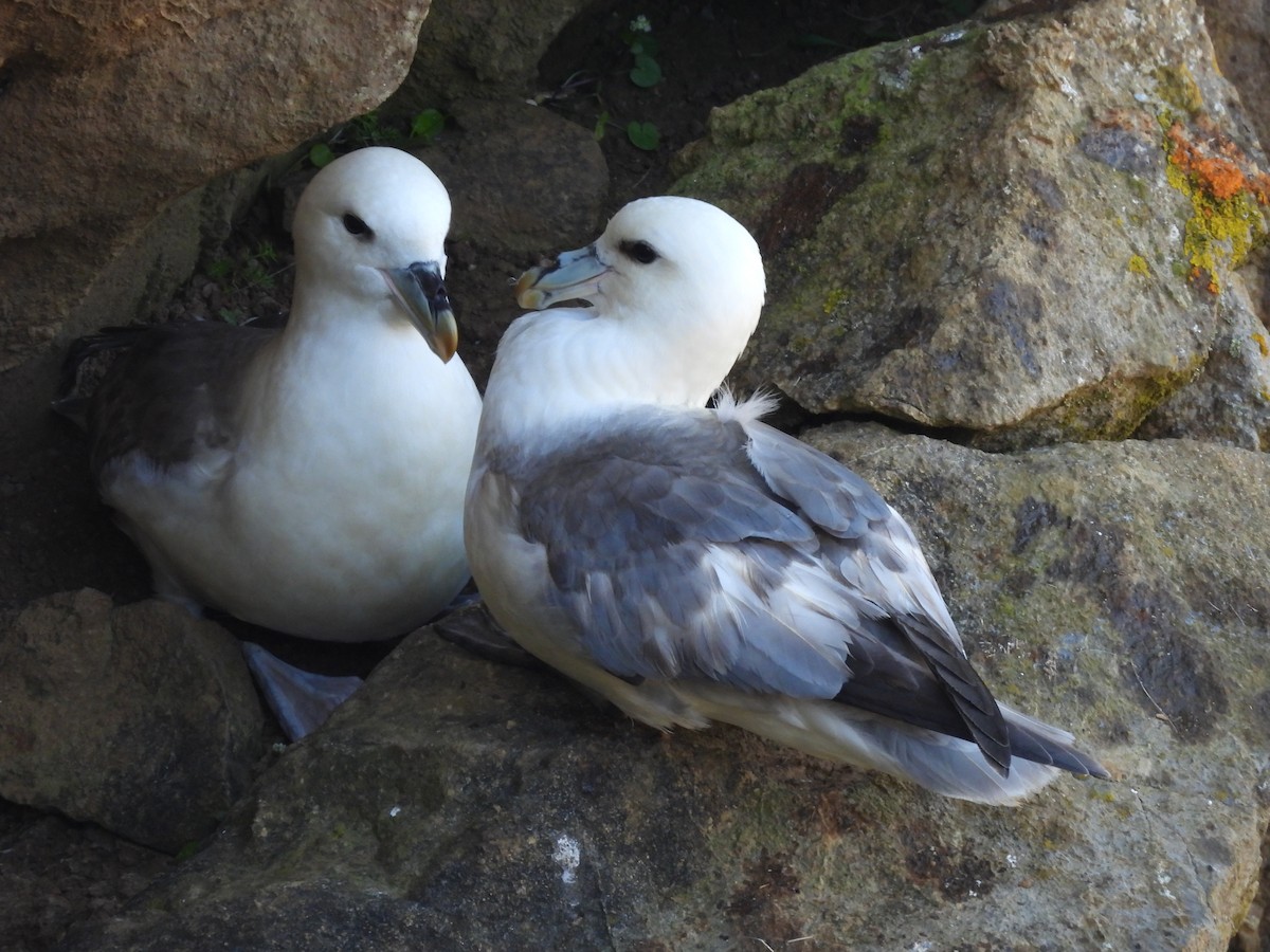 Northern Fulmar - Gerald Moore