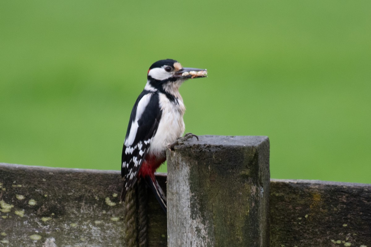 Great Spotted Woodpecker - Derek Henderson