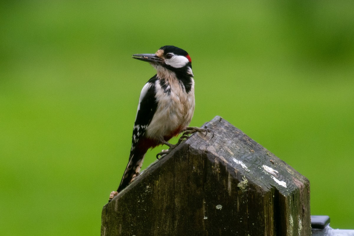 Great Spotted Woodpecker - Derek Henderson