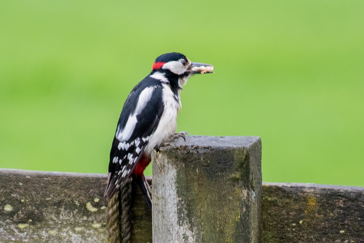 Great Spotted Woodpecker - Derek Henderson