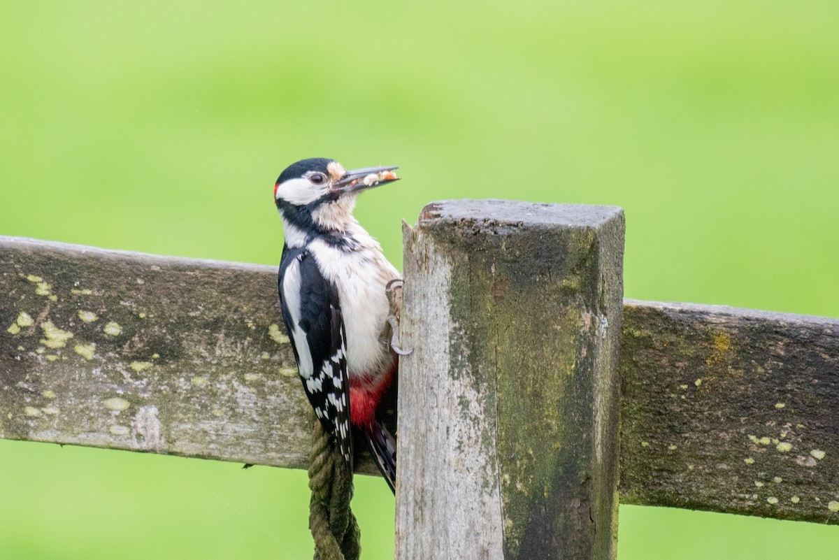 Great Spotted Woodpecker - Derek Henderson