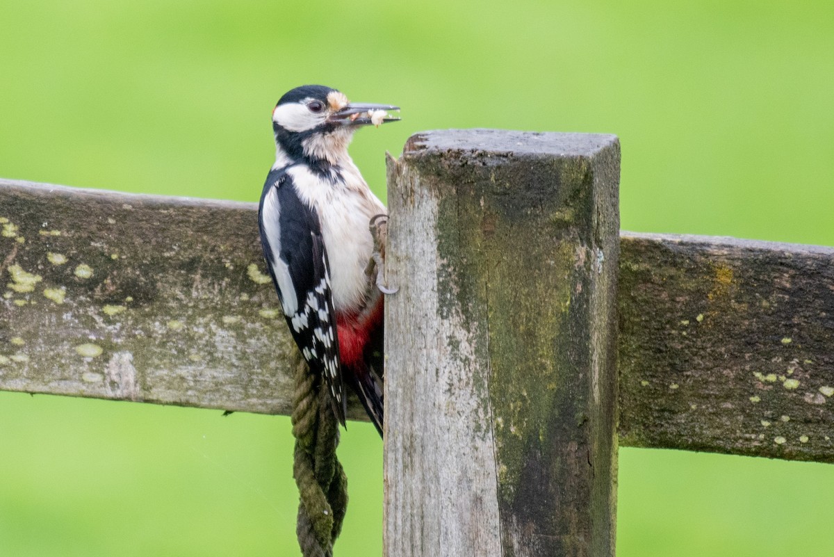 Great Spotted Woodpecker - Derek Henderson