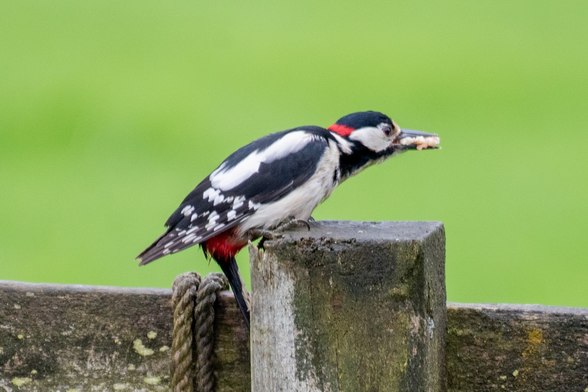 Great Spotted Woodpecker - Derek Henderson