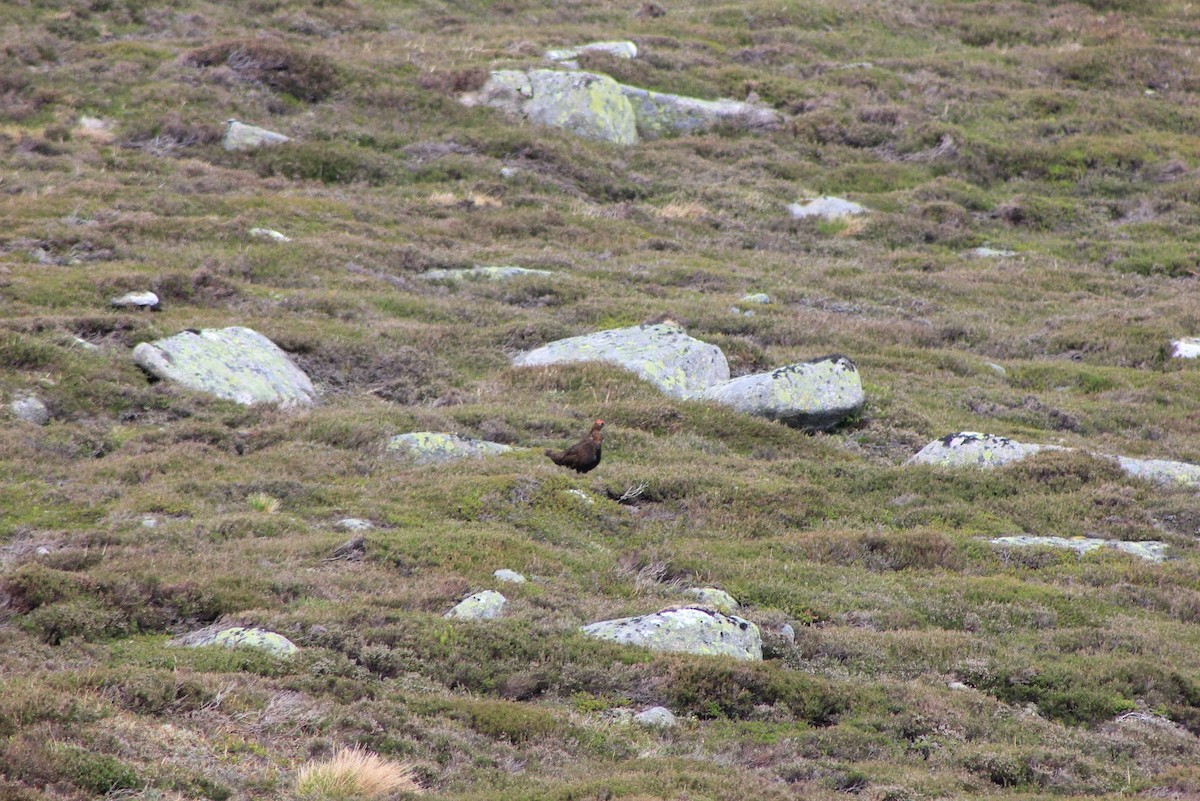 Willow Ptarmigan (Red Grouse) - Edgar Joly