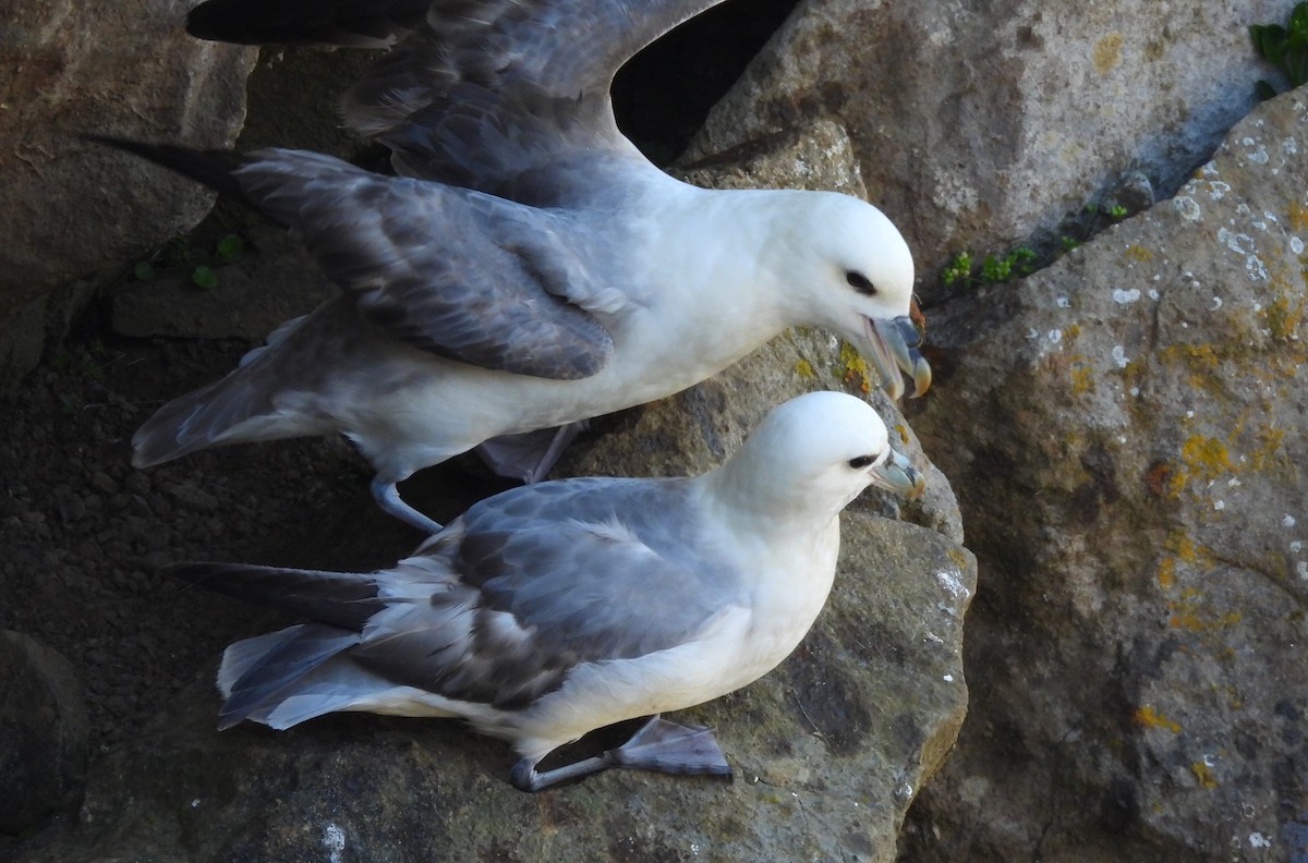 Northern Fulmar - Gerald Moore