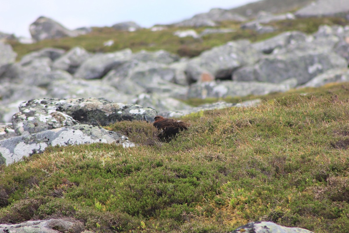 Willow Ptarmigan (Red Grouse) - Edgar Joly