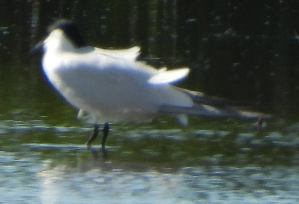 Australian Tern - Suzanne Foley