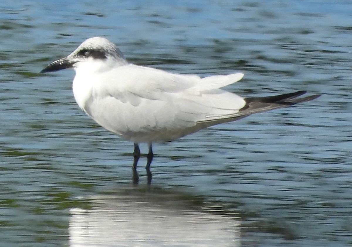 Australian Tern - Suzanne Foley