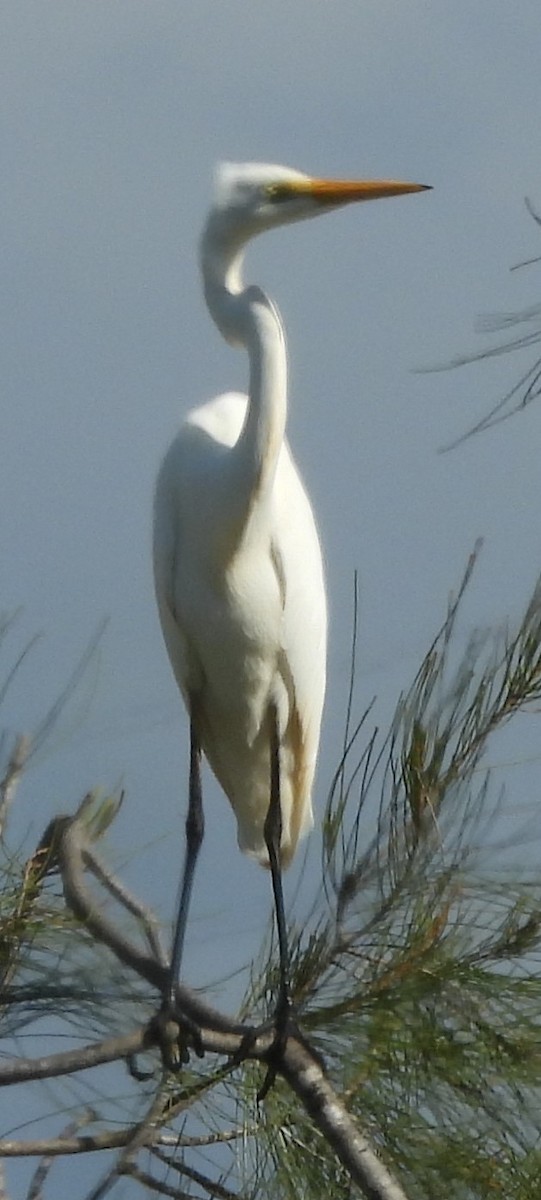 Great Egret - Suzanne Foley