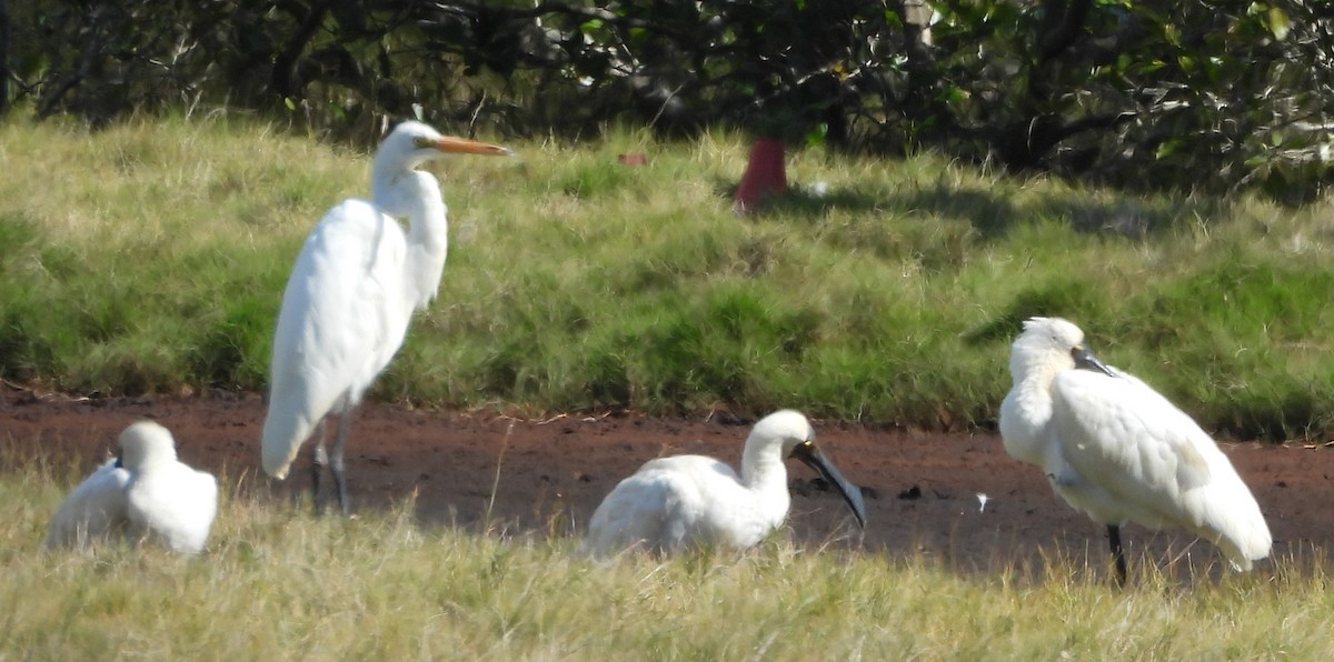 Great Egret - Suzanne Foley