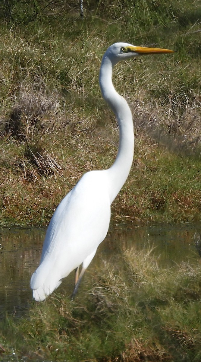 Great Egret - Suzanne Foley