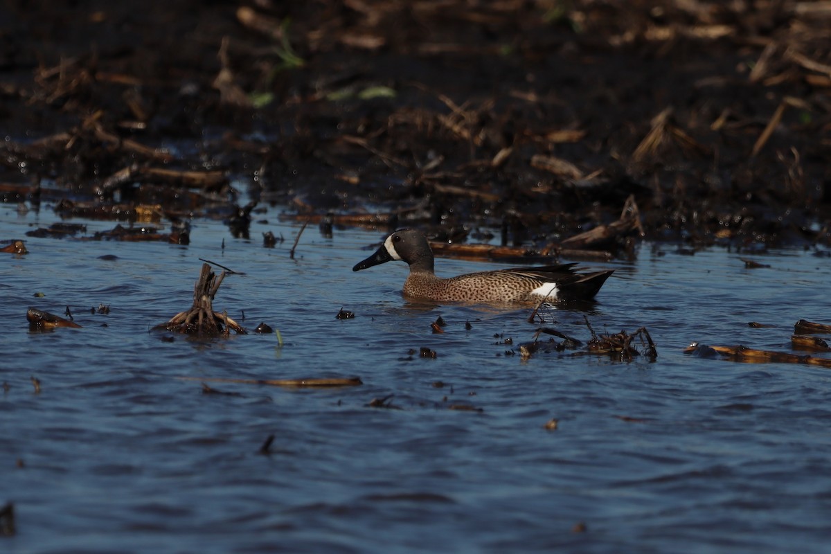 Blue-winged Teal - Ed Hogg