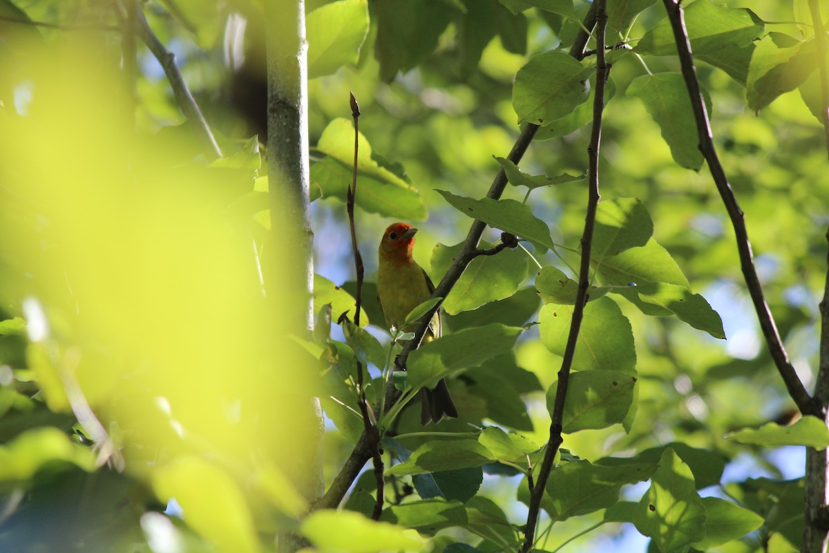 Western Tanager - Quetzal Pineda