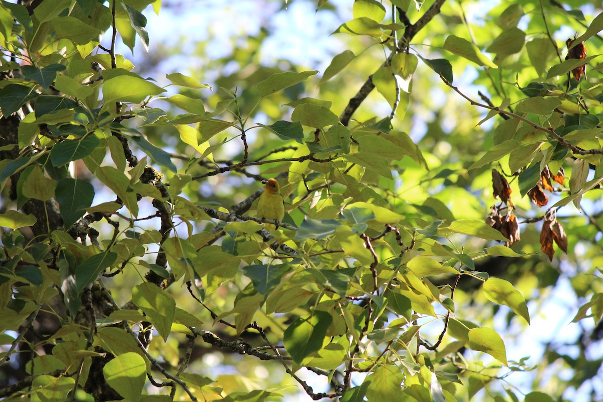 Western Tanager - Quetzal Pineda