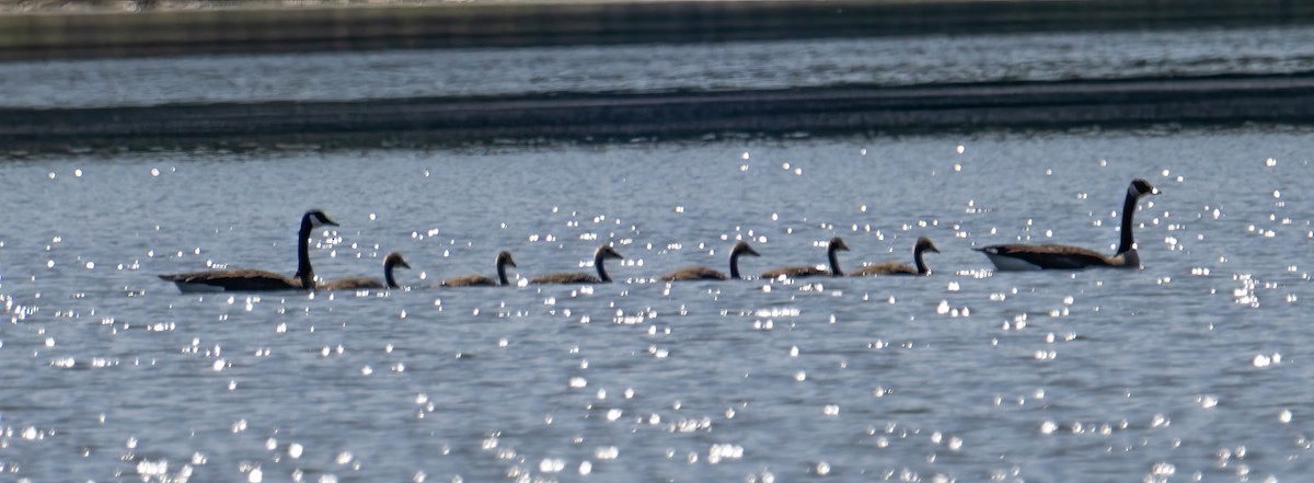 Canada Goose - Nick Winograd