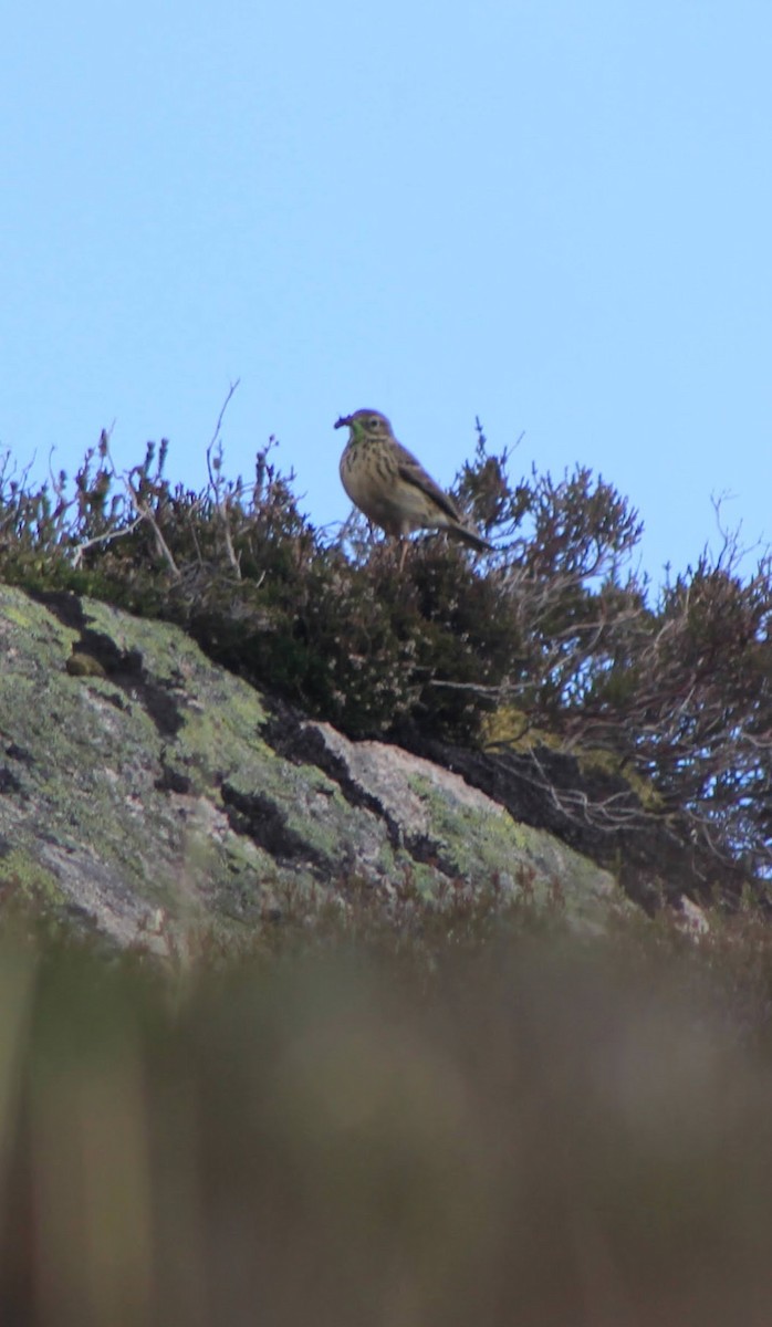 Meadow Pipit - Edgar Joly