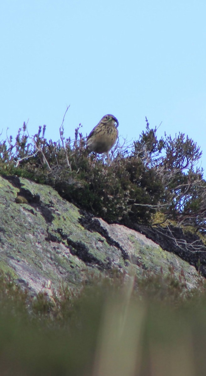 Meadow Pipit - Edgar Joly