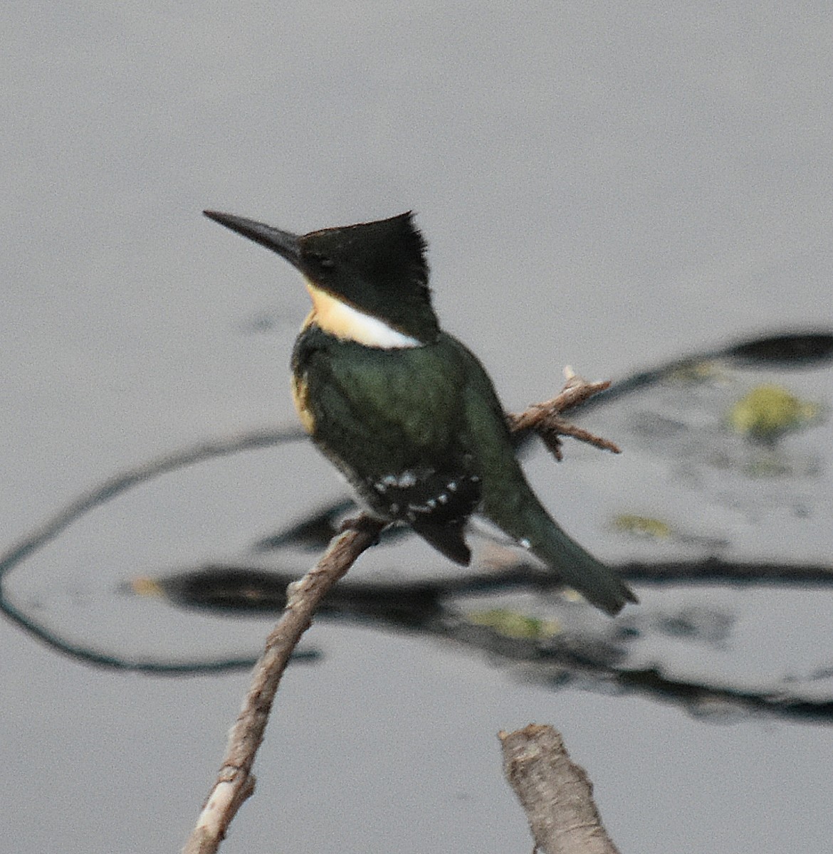 Green Kingfisher - andres ebel