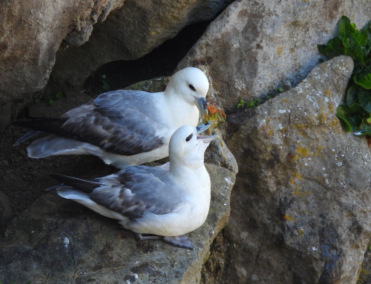 Northern Fulmar - Gerald Moore