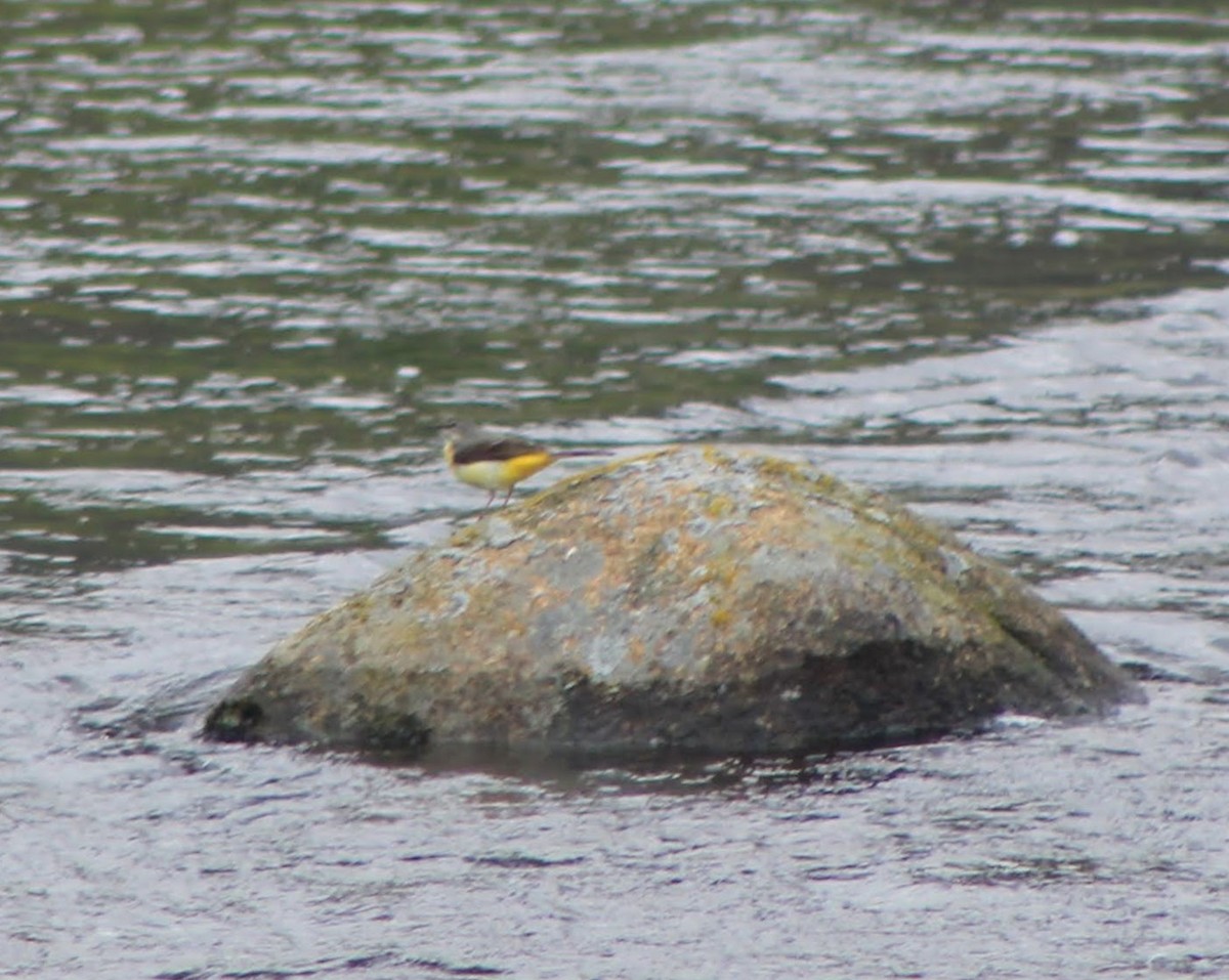 Gray Wagtail - Edgar Joly