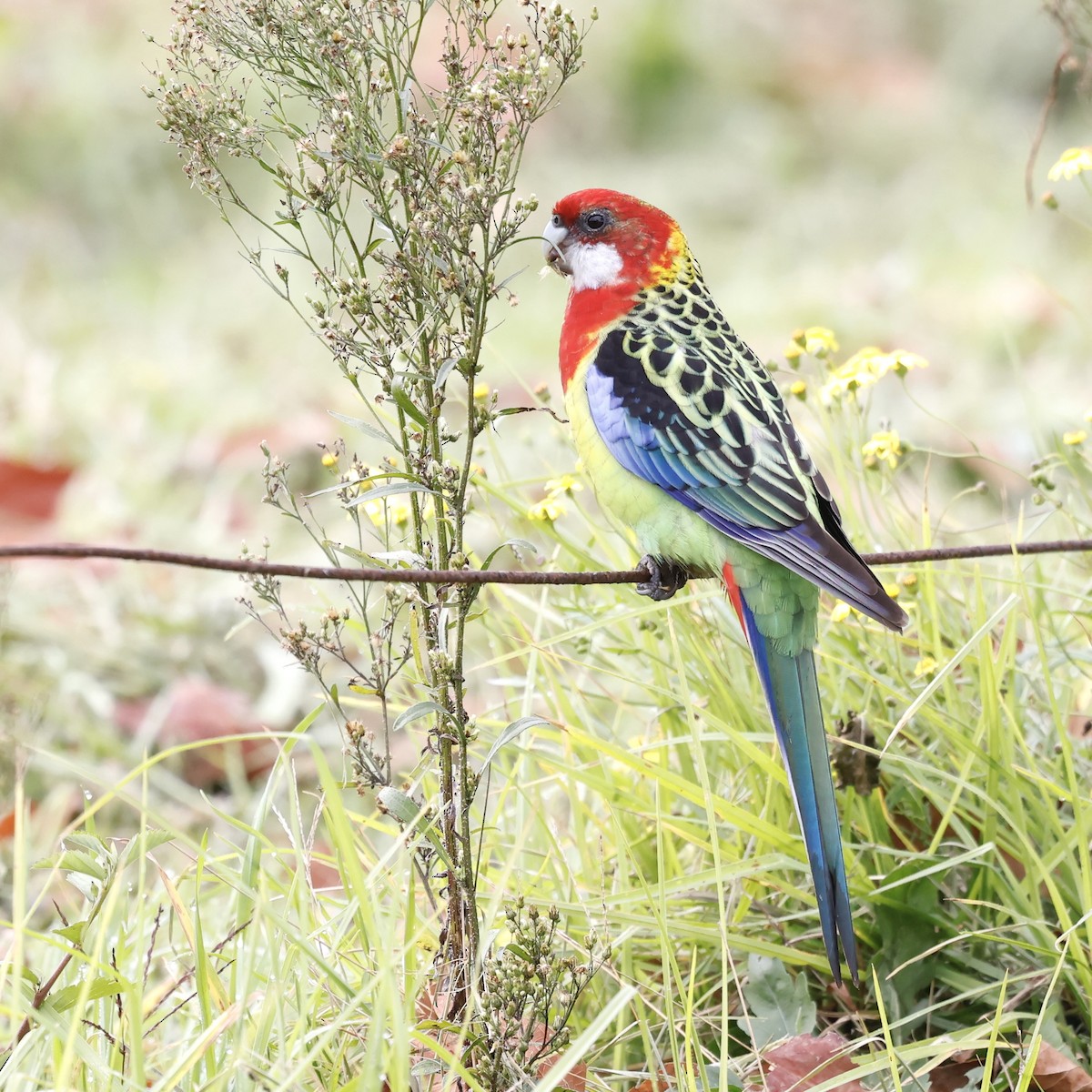 Eastern Rosella - S Chou