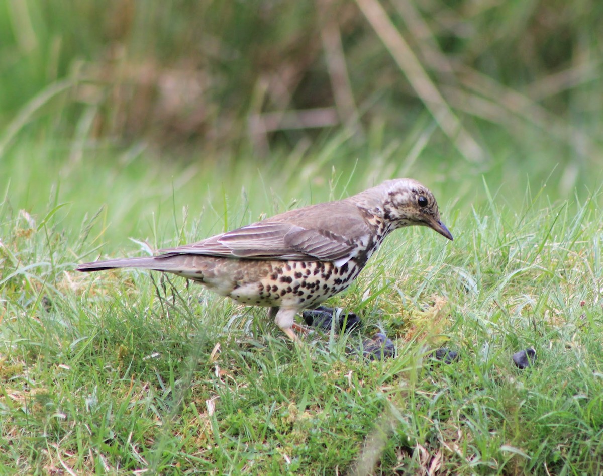 Mistle Thrush - ML619613779