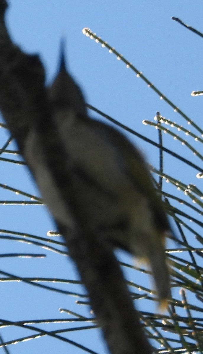 Brown Honeyeater - Suzanne Foley