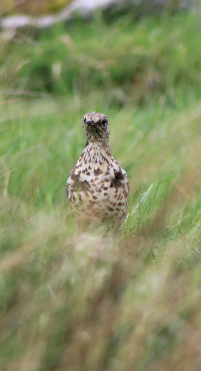 Mistle Thrush - Edgar Joly