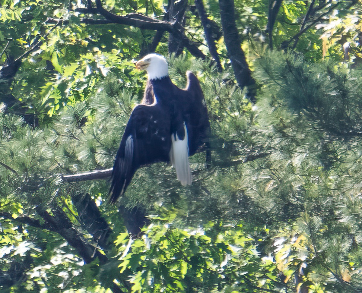 Bald Eagle - Nick Winograd