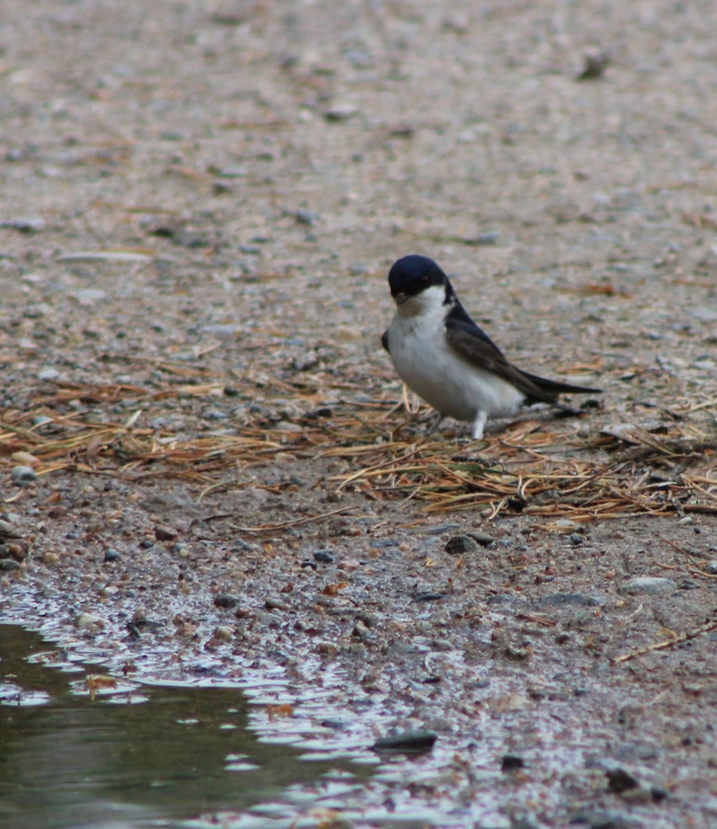 Western House-Martin - ML619613789