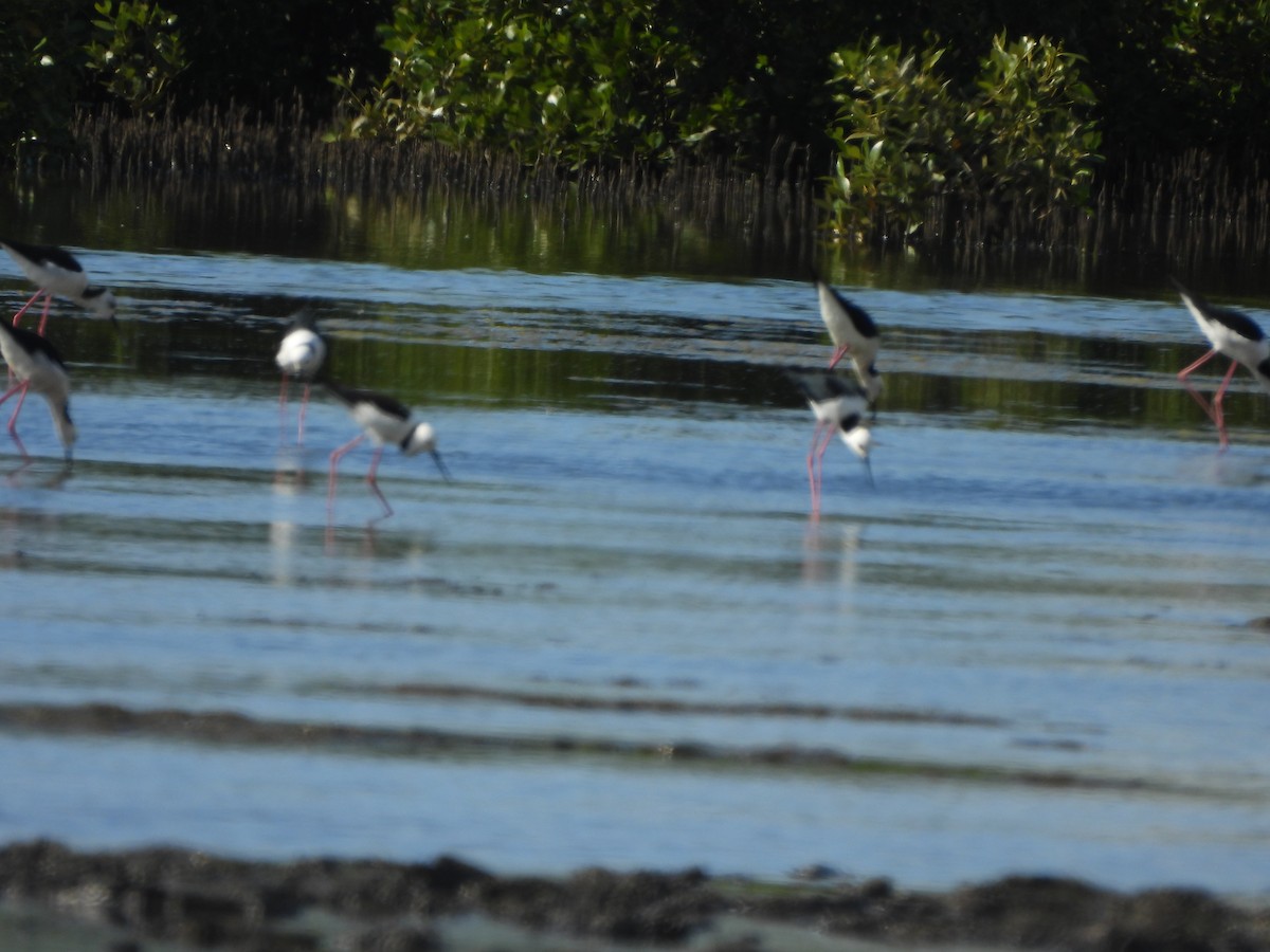 Pied Stilt - ML619613790