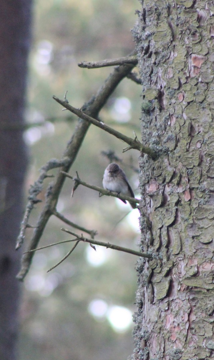 Spotted Flycatcher - Edgar Joly