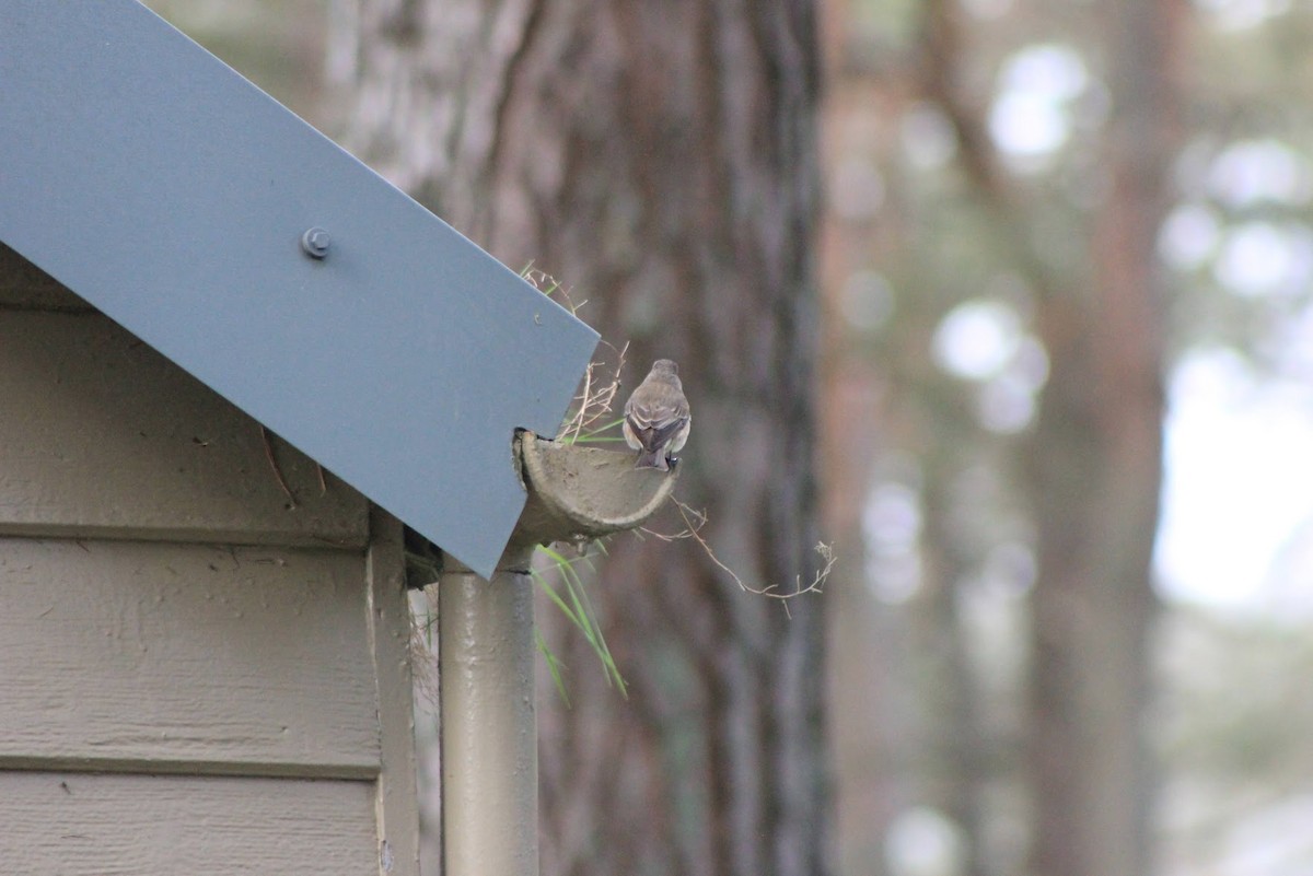 Spotted Flycatcher - ML619613794