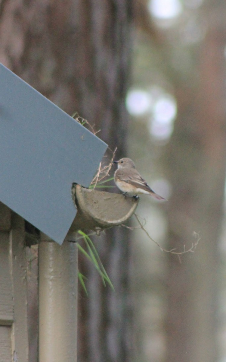 Spotted Flycatcher - ML619613795