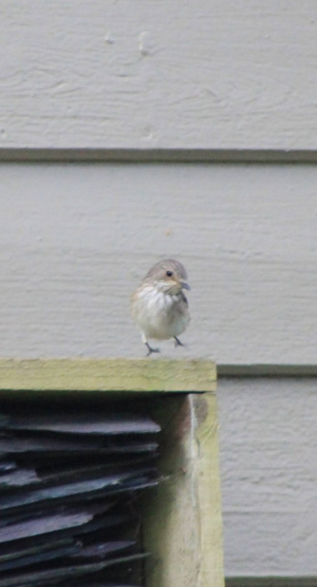 Spotted Flycatcher - Edgar Joly