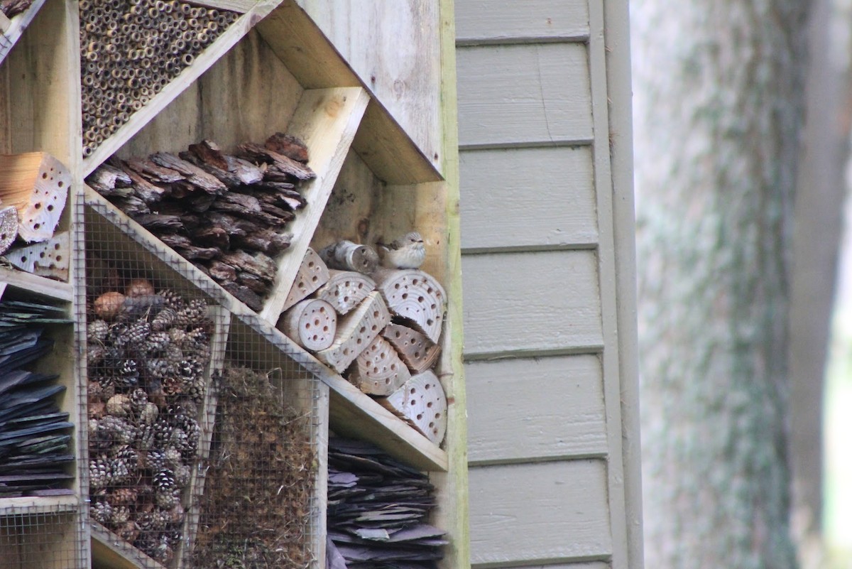 Spotted Flycatcher - ML619613800