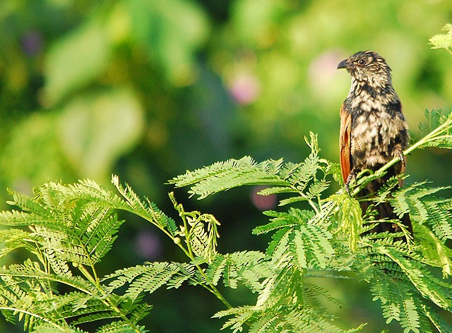 Lesser Coucal - ML61961381