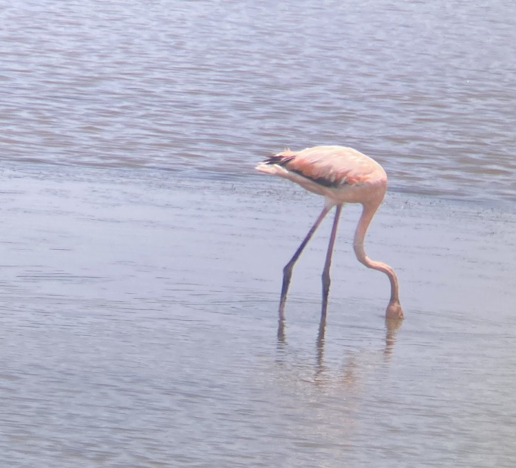 American Flamingo - Hal Beck Climie